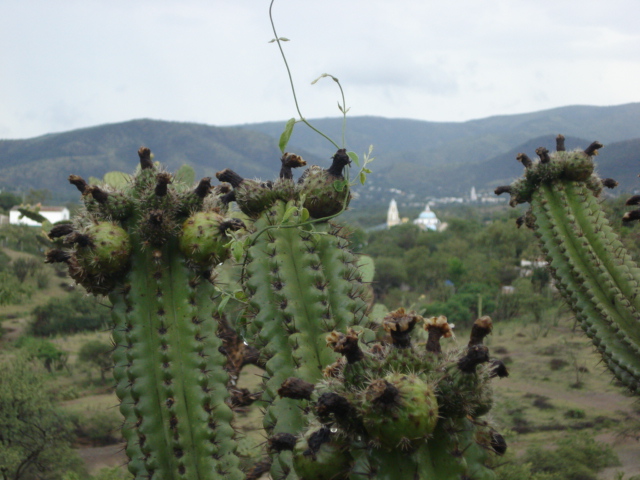  - 8036-santo-domingo-tonahuixtla-la-pitalla