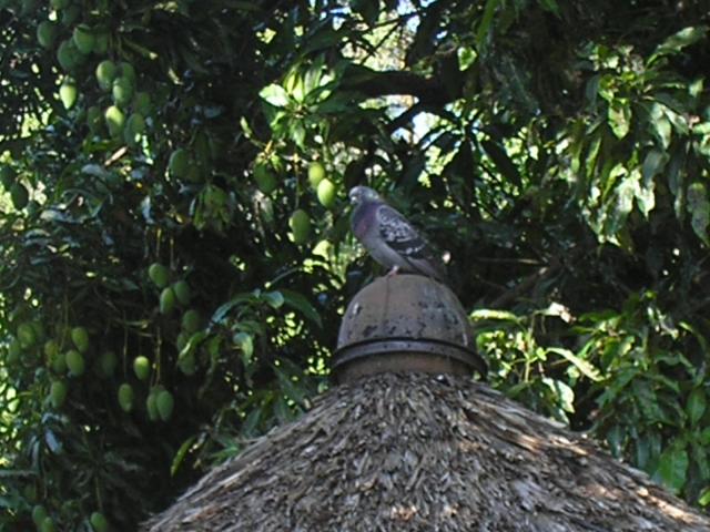 Frutas en San Juan Yuta
