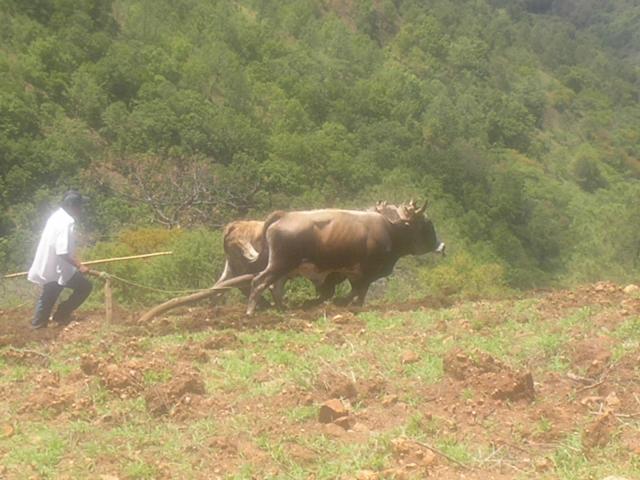 cultivando la tierra