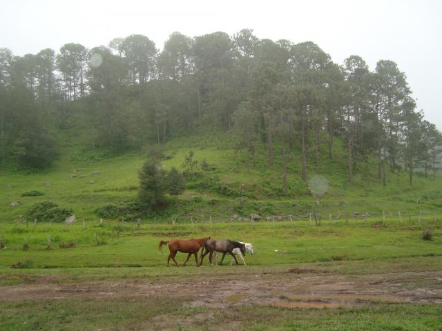 caballos en surutato