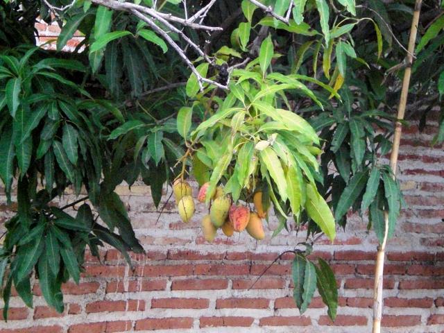 QUE CHULADA DE MANGOS