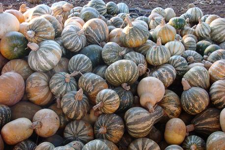 calabazas