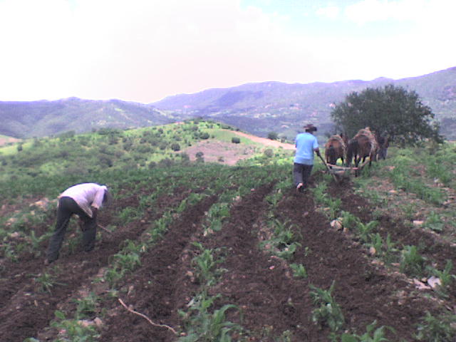 Agricultura de Santiago