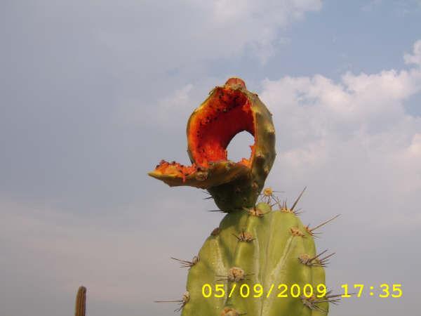 pitaya  exotica  de  tonahuixtla