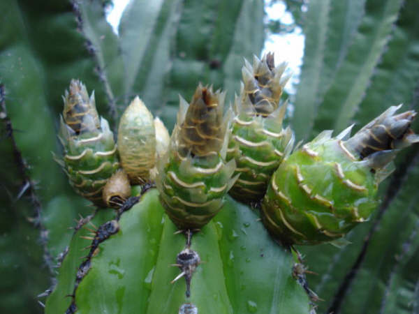 otra  mas fruta  exotica