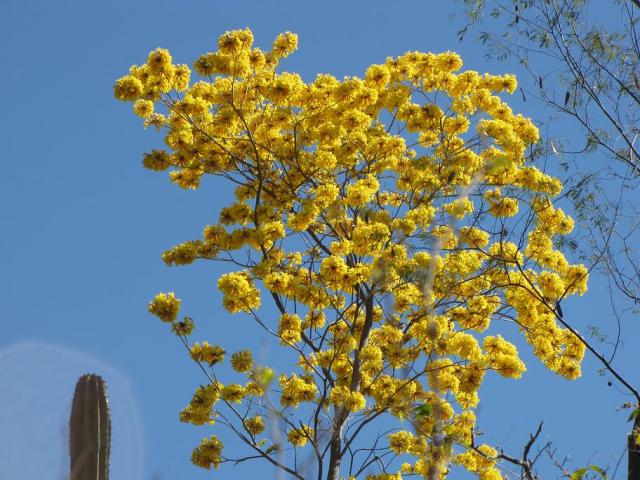 flores de amapa