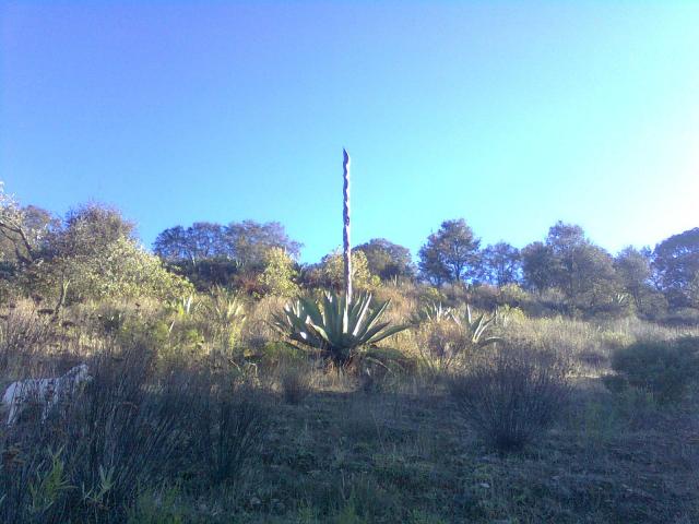 FLOR DE MAGUEY