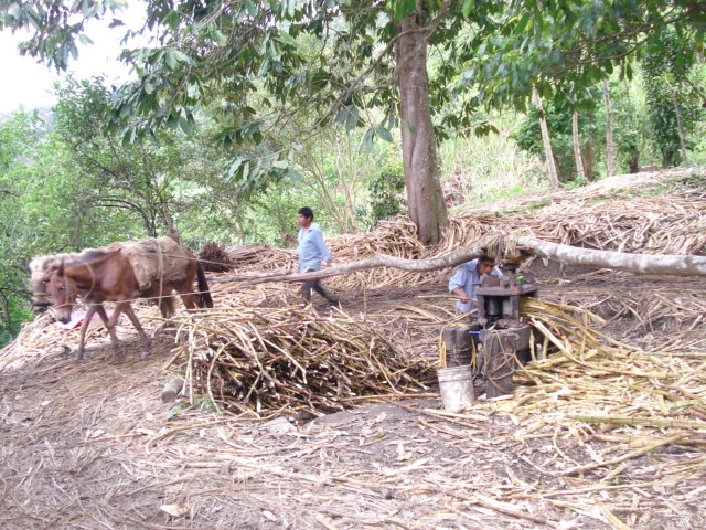 MOLIENDA DE CAA DE AZUCAR