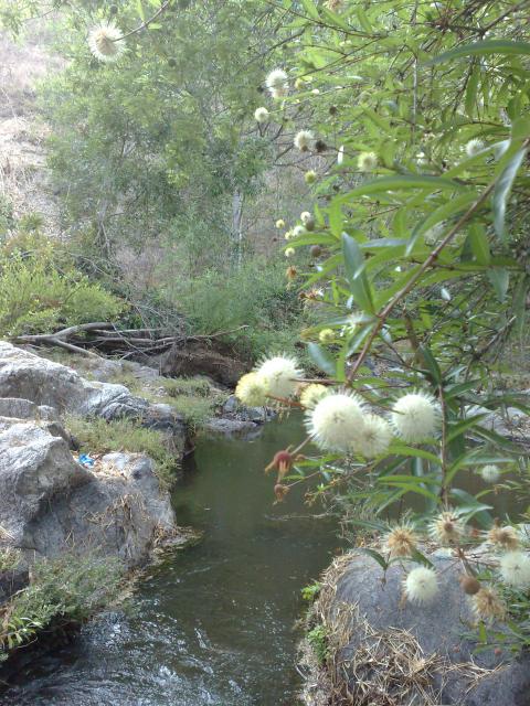 llano verde