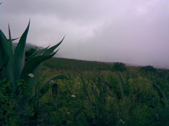 Palo Bendito, Veracruz. 