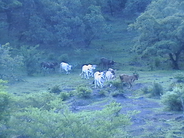 ganado en el zicuindio