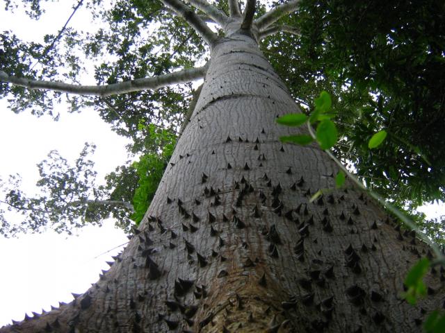 LA CEIBA - Chetumal