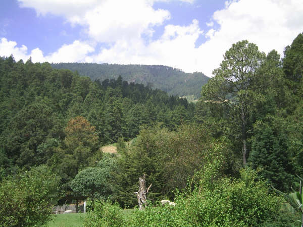 BOSQUE EJIDO CUAYUCA