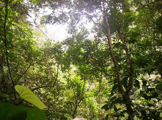 en medio de la selva cerca de la cascada meca