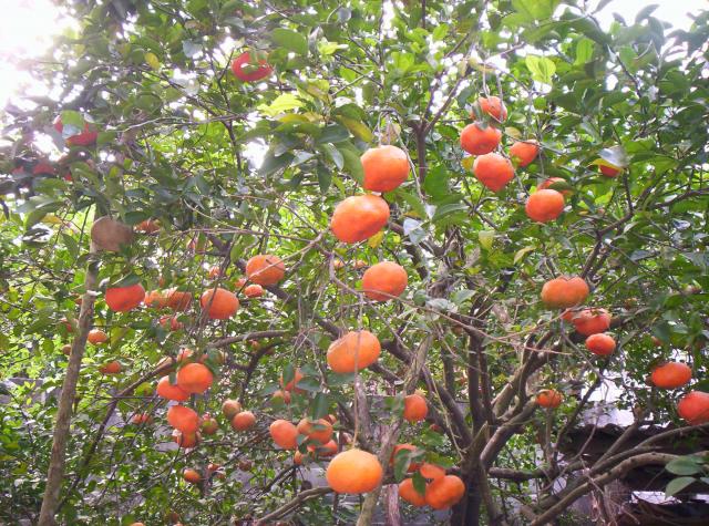 rbol de mandarinas en mecapalapa2