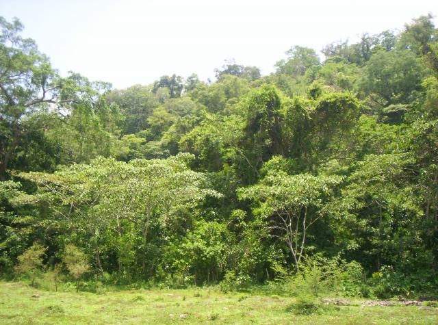 rboles que protegen el arroyo de meca