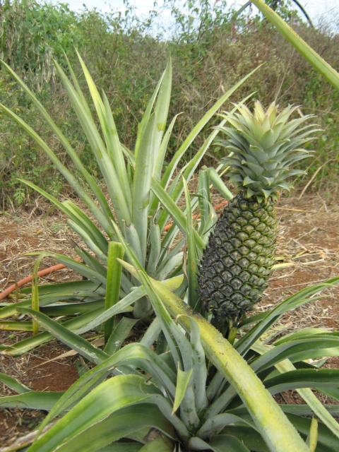 PLANTA DE PIA  DE LOS MENONITAS