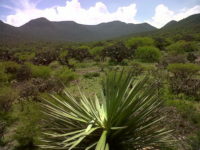 sobre la palma