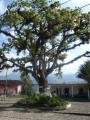 ARBOL DE CEIBA SN PEDRO PETLACOTLA