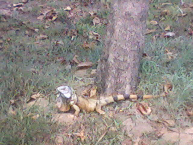 IGUANAS DE CHACALAPA