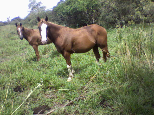 animales de la tierra baja de chacalapa