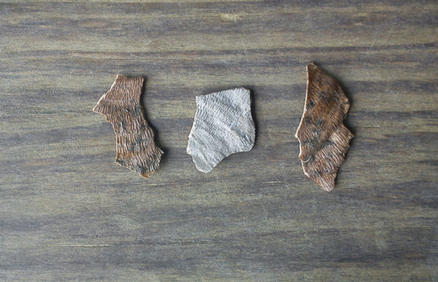 Hallazgo de fosil en Nuevo Teapa