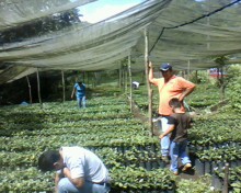 Plantas de cafe