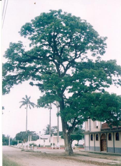 Caoba(Relikia)