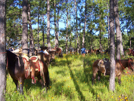 cabalgata 2007