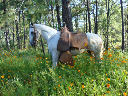 cabalgata 2007