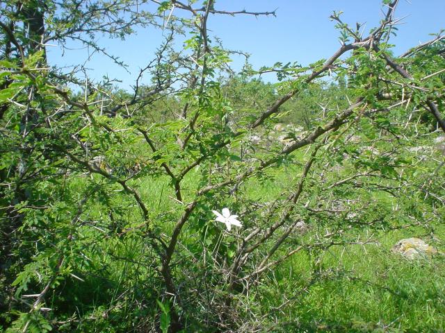 Estrellita y cazahuate