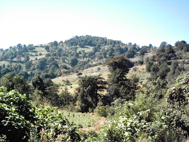 Cerro de la vbora