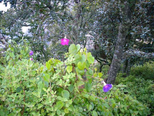 BONITAS FLORES