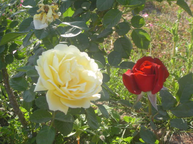 Rosas