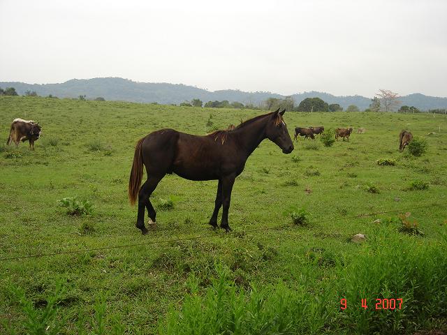 zaca bueno