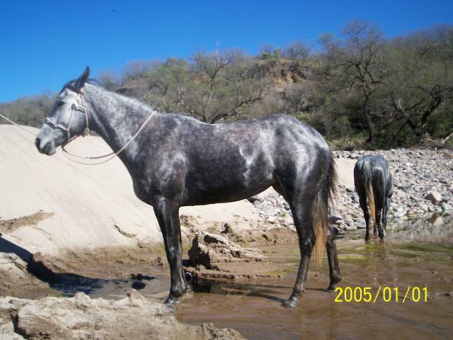 caballo temochoense