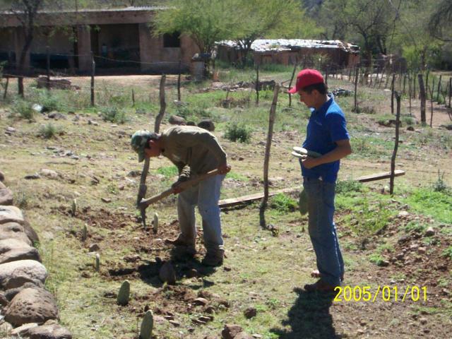 plantando nopal