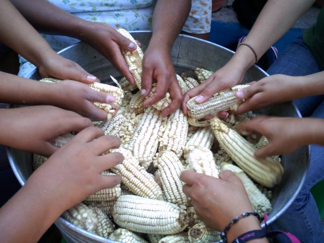 Intercambio cultural en Tlaucingo, a desgranar