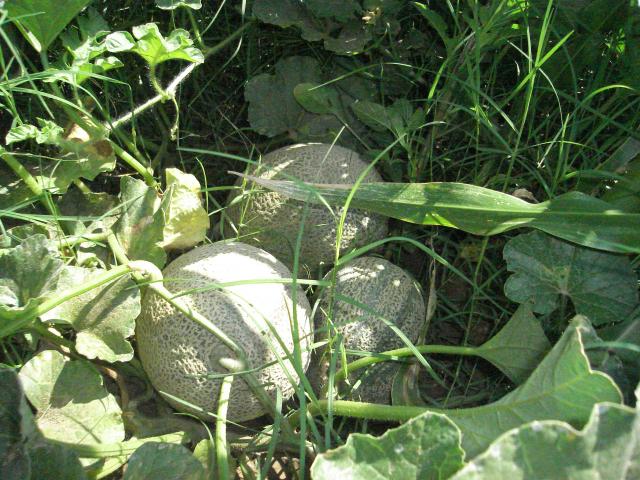 MELONES