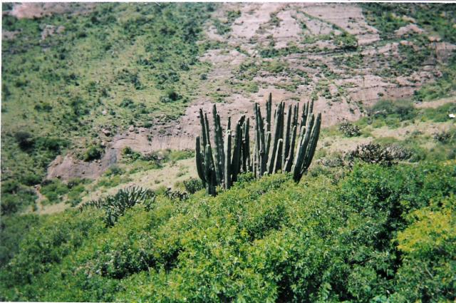 ORGANOS EN EL PACHECO