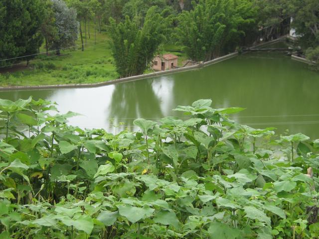 el tanque de la hacienda