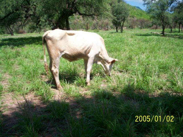 GANADO EN LA PRADERA