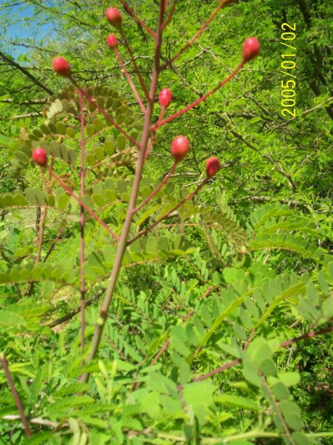 FLOR DE MATACHIN