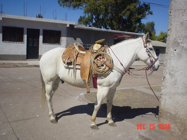 Lindo Caballo