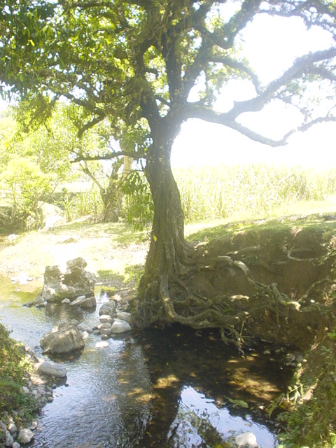 Arbol de la Cotorra