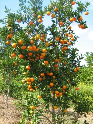 citricos de monteceli