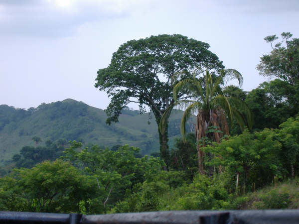 gran caoba de El Zapotal