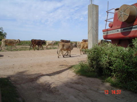 Las vacas