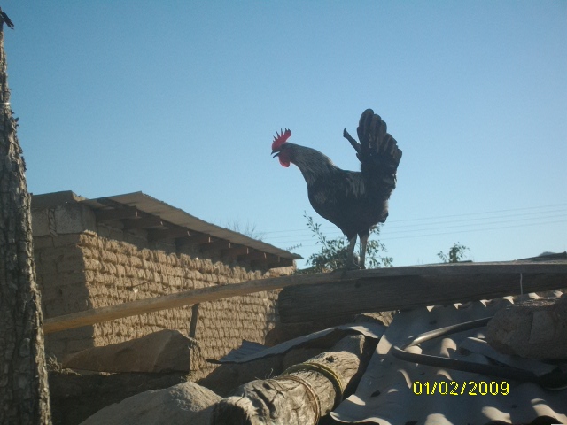 UN GALLO