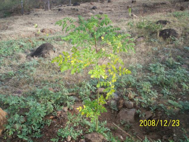 MORINGA OLEIFERA